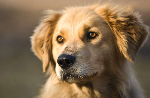 Stunning Golden Dog