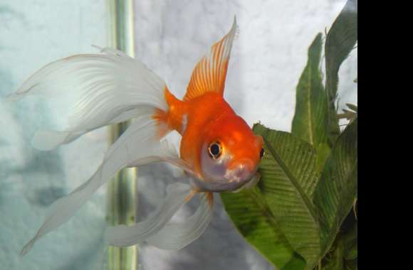 Stunning Goldfish A Vibrant