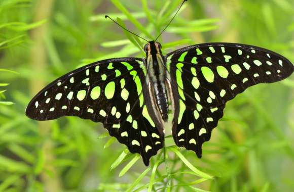 Stunning Green Butterfly