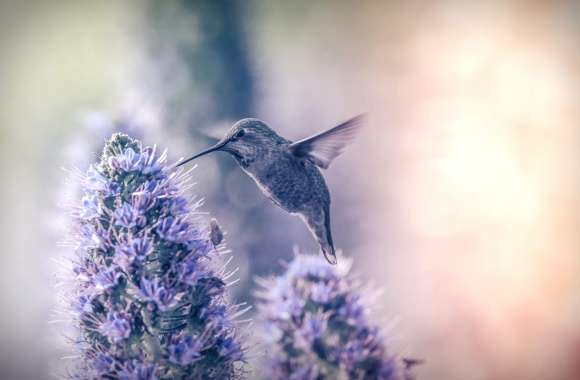 Stunning Hummingbird in Blooming Flowers wallpapers hd quality