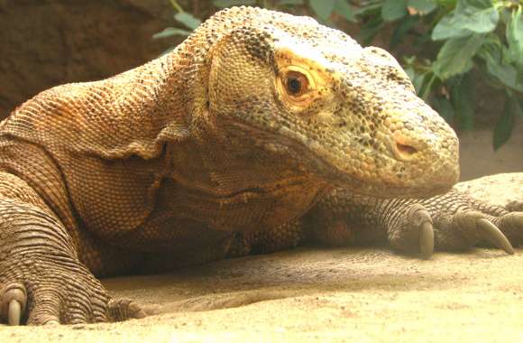 Stunning Komodo Dragon