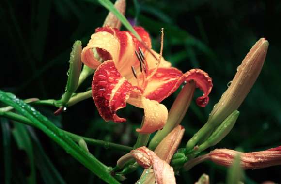 Stunning Lily Flower - HD Nature Wallpaper