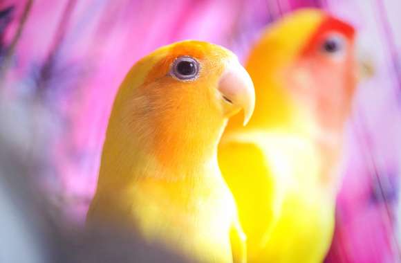 Stunning Lovebirds