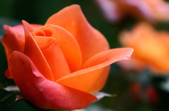 Stunning Macro Rose -