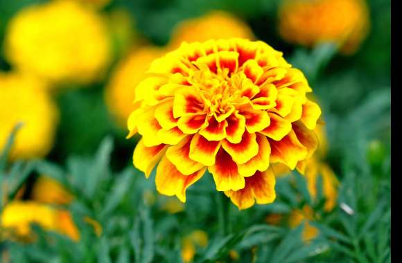 Stunning Marigold Bright Yellow Flower in Nature