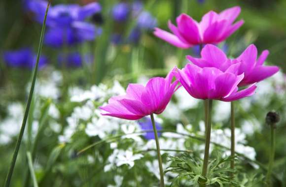 Stunning Nature Flower