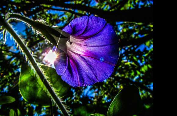 Stunning Nature Flower in