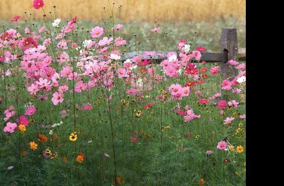 Stunning Nature of Blooming Flowers