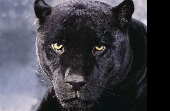 Stunning of a Majestic Black Panther