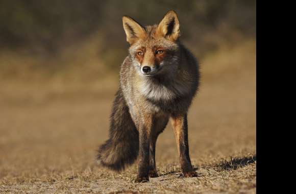 Stunning of a Staring Fox in Nature