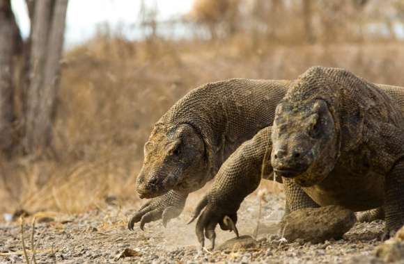 Stunning of Komodo Dragons in Nature wallpapers hd quality