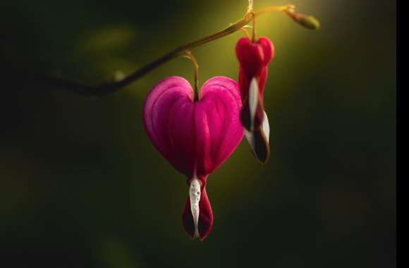 Stunning of Pink Bleeding Heart Flowers in Nature