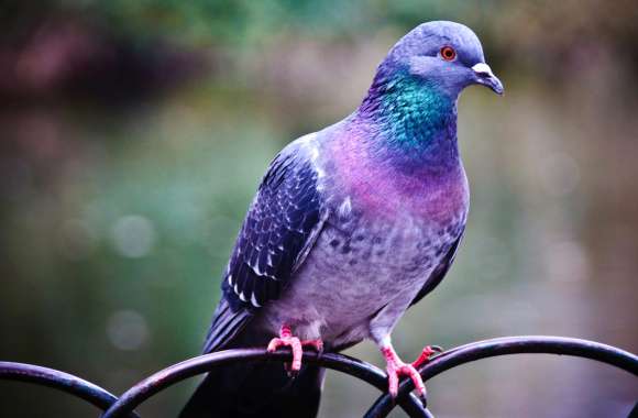 Stunning Pigeon