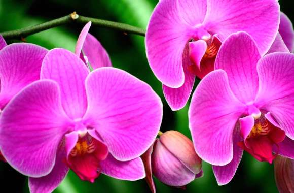 Stunning Pink Orchid A HD Nature Wallpaper