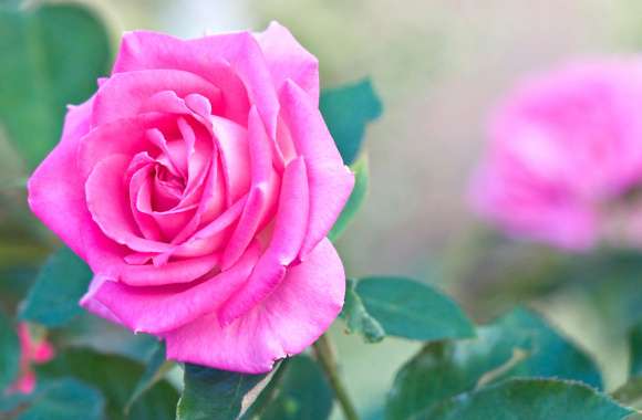 Stunning Pink Rose HD Nature Wallpaper