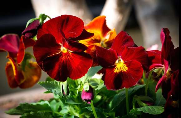 Stunning Red Pansy wallpapers hd quality