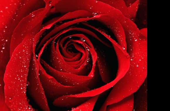 Stunning Red Rose