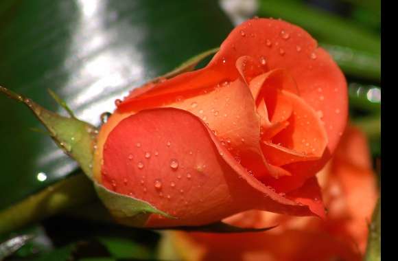 Stunning Red Rose Nature