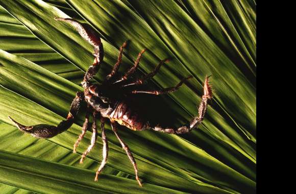 Stunning Scorpion wallpapers hd quality