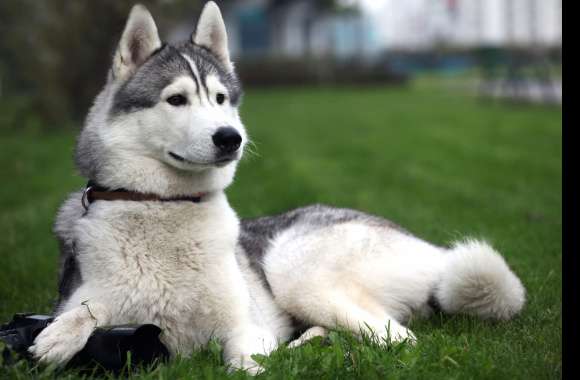 Stunning Siberian Husky