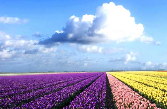 Stunning Tulip Fields Vibrant Nature in