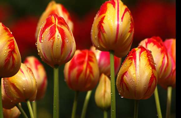 Stunning Tulip Macro - for Nature Lovers