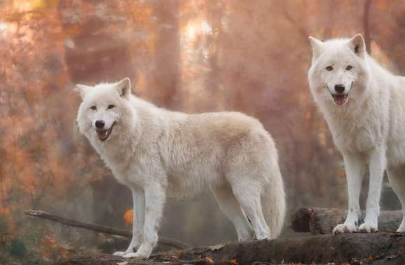 Stunning White Wolf Majestic Creatures of the Wild