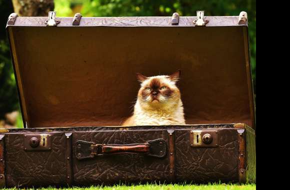 Suitcase Animal Cat