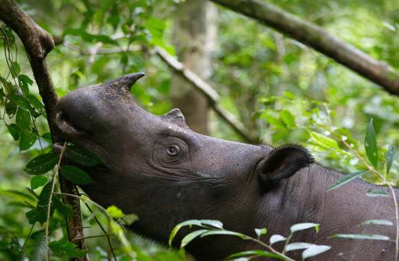 Sumatran Rhinoceros Animal Rhino