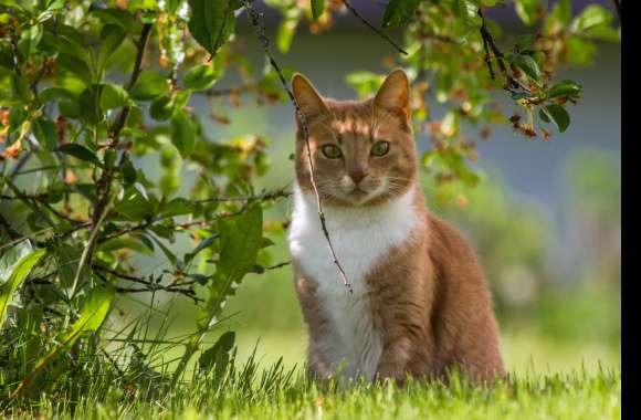 Summer Blur Grass Animal Cat wallpapers hd quality