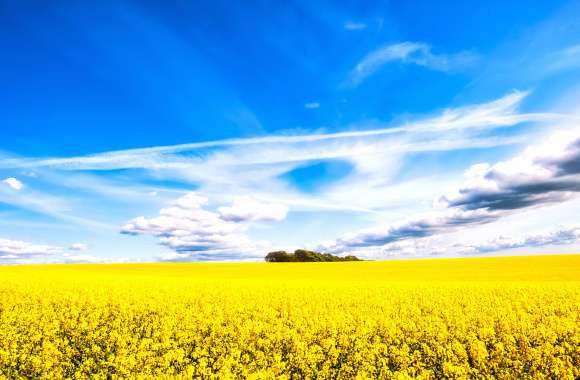 Summer Fields HD Yellow Flower Horizon wallpapers hd quality