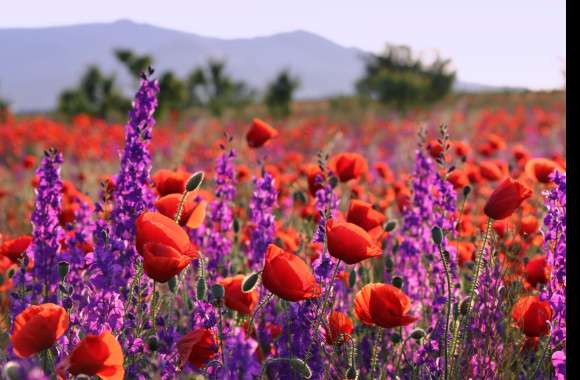 Summer Poppies in Bloom -