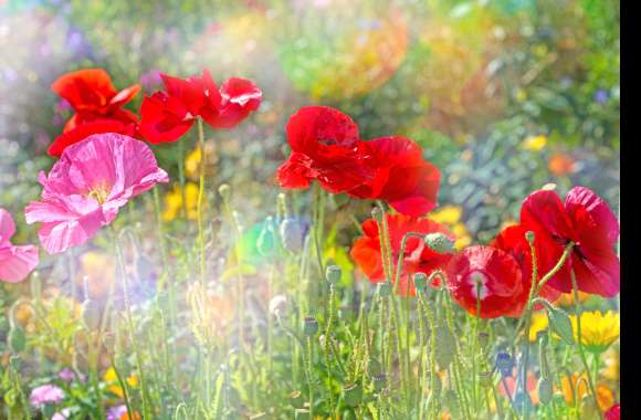 Summer Poppy Bloom -