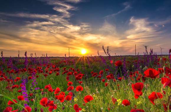Summer Purple Flower Sunset Sky Field Red Flower Flower Nature Poppy