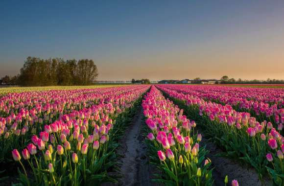 Summer Tulip Field