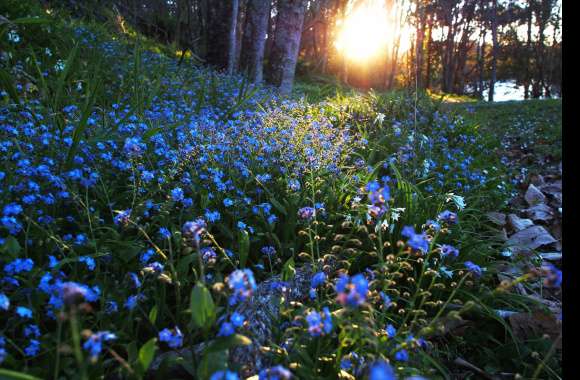 Sunbeam Blue Flower Nature Flower