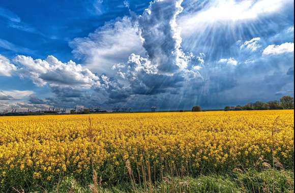 Sunbeam Cloud Sky Yellow Flower Flower Field Summer Nature Rapeseed