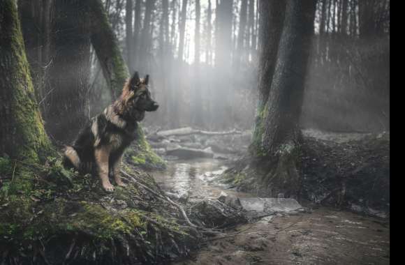 Sunbeam Forest Stream with German Shepherd - wallpapers hd quality