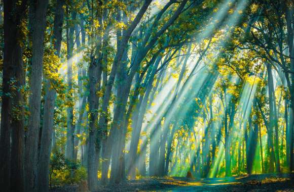 Sunbeam Jim Corbett National Park Nature Forest wallpapers hd quality