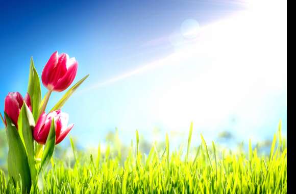 Sunbeam Sunny Nature Grass Pink Flower Flower Tulip