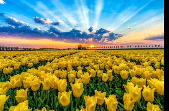 Sunbeam Yellow Flower Sunset Field Flower Nature Tulip wallpapers hd quality