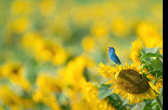 Sunflower Animal Indigo Bunting