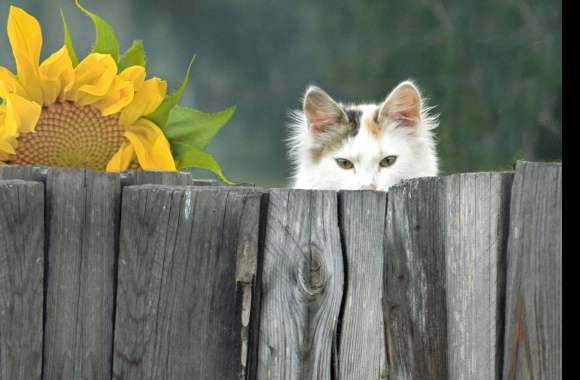 Sunflower Fence Stare Animal Cat wallpapers hd quality