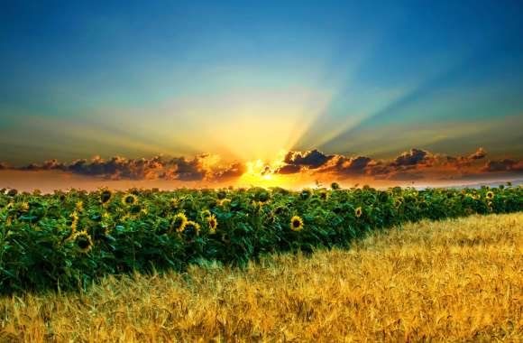 Sunflower Sunset A Captivating