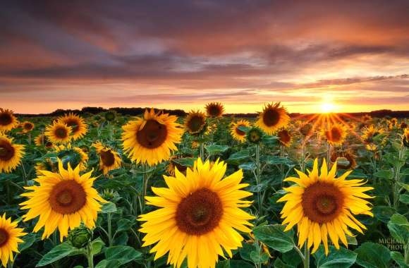 Sunflower Sunset HD Nature Wallpaper wallpapers hd quality