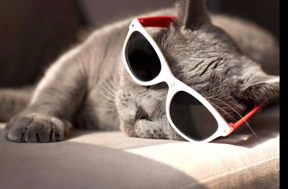 Sunglasses Animal Cat