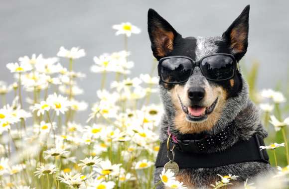 Sunglasses Flower Daisy Dog Animal Australian Cattle Dog