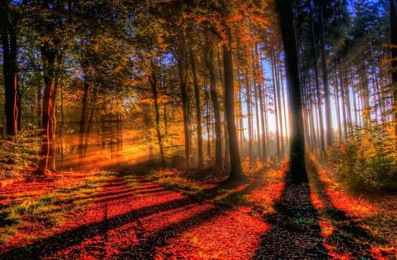 Sunlit Autumn Forest -