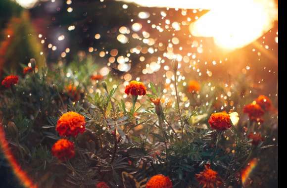 Sunny Marigold Beauty -