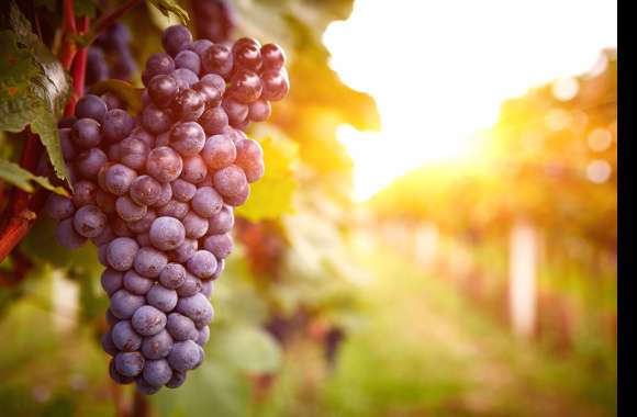 Sunny Vineyard Grapes -